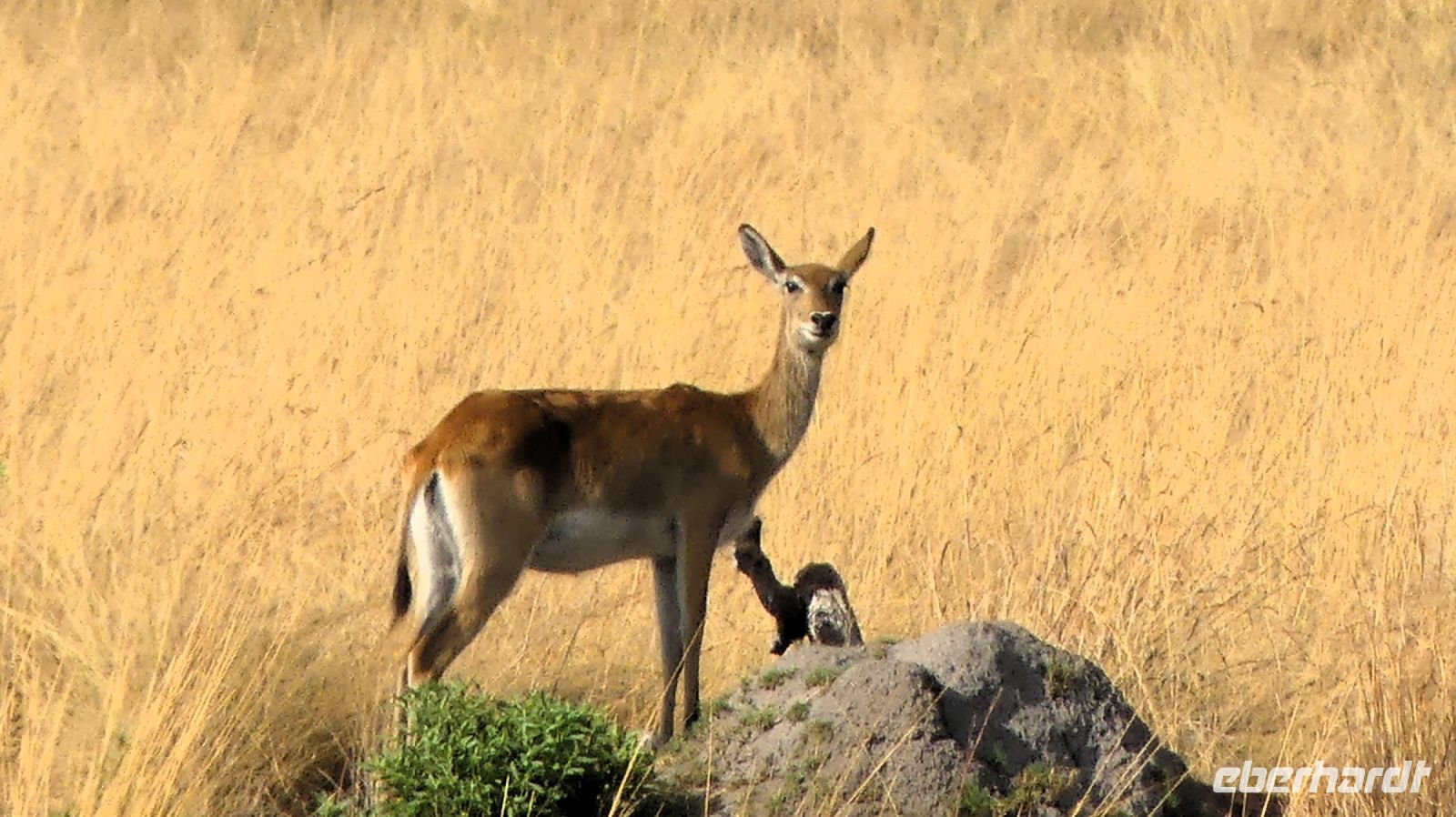 Namibia - Pirschfahrt im Mudumu Nationalpark - Rote Moorantilope