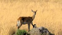 Namibia - Pirschfahrt im Mudumu Nationalpark - Rote Moorantilope