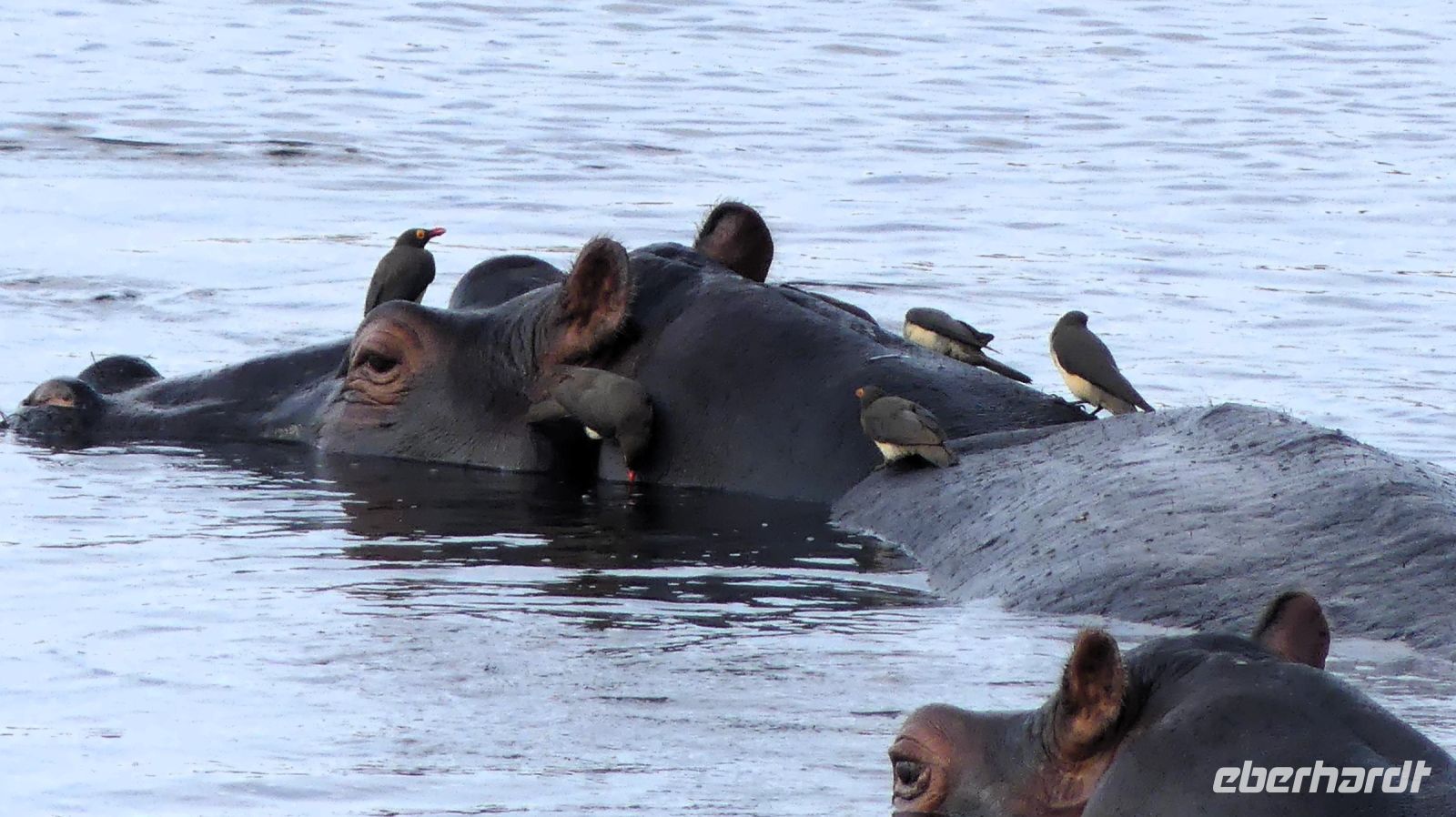 Namibia - Hippos und Madenhacker