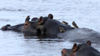 Namibia - Hippos und Madenhacker