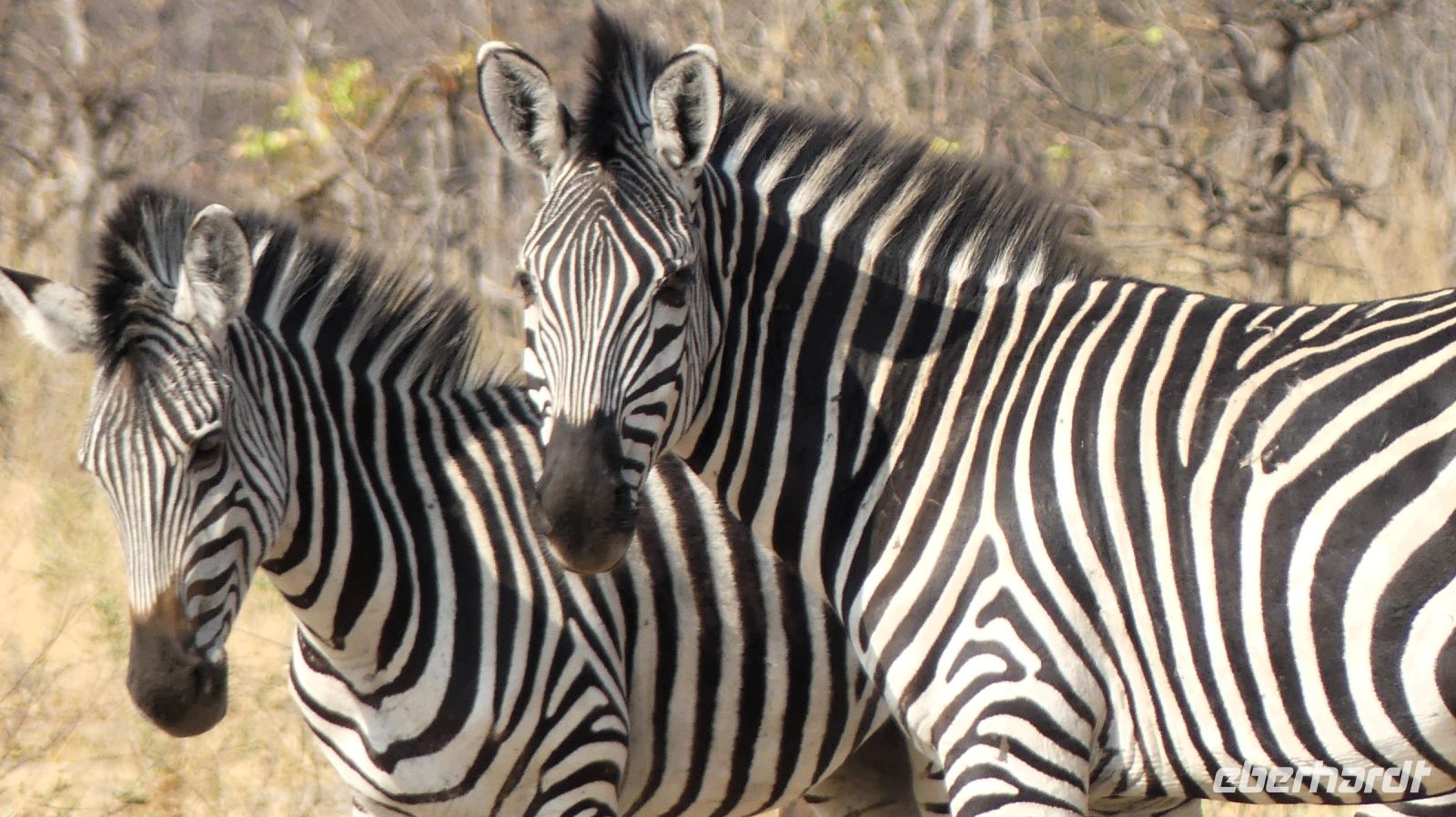 Namibia - Pirschfahrt im Mudumu Nationalpark