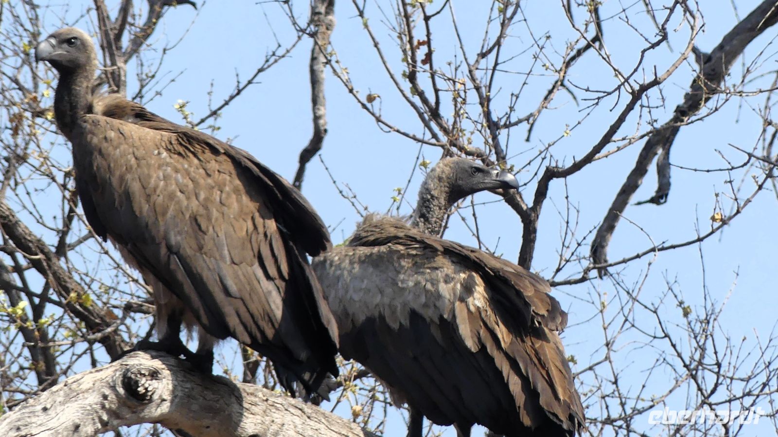 Namibia - Pirschfahrt im Mudumu Nationalpark - Geierbaum