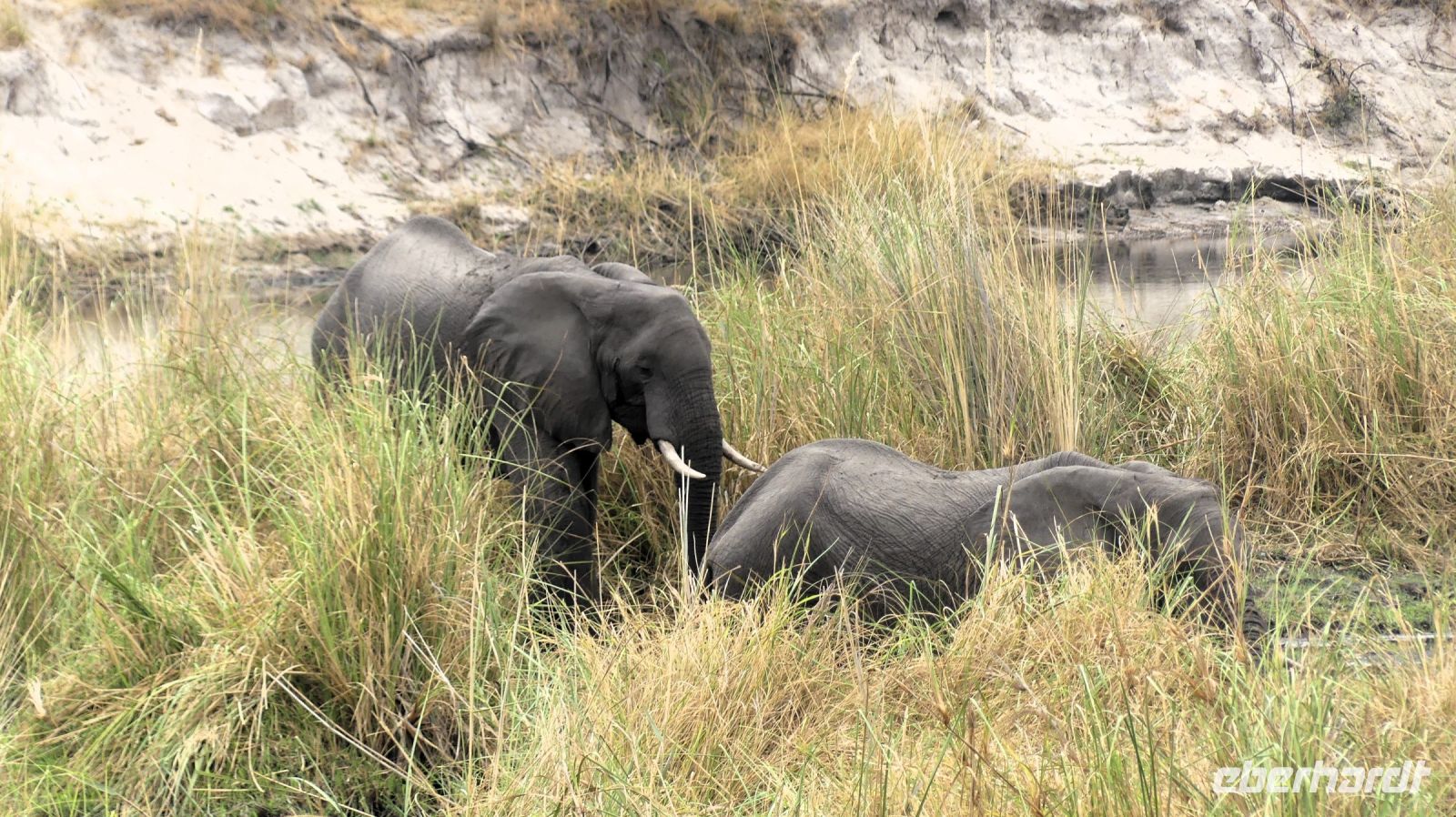 Namibia - Lianshulu Busch Lodge am Kwando - Frühstück mit Elefanten