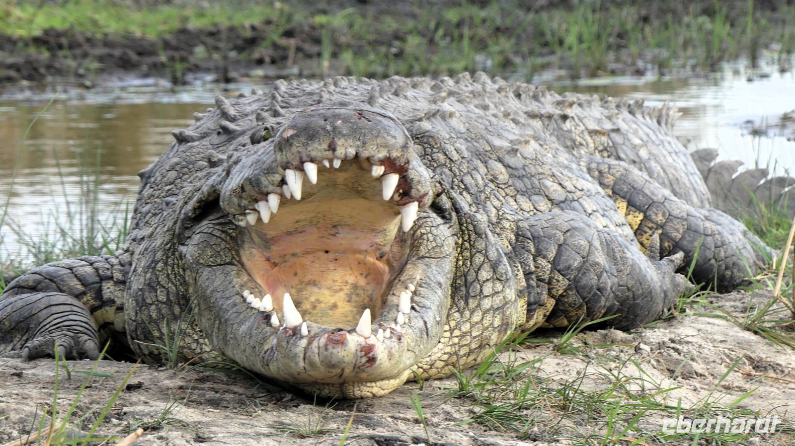 Namibia - Bootsfahrt auf dem Kwando - staatliches Krokodil