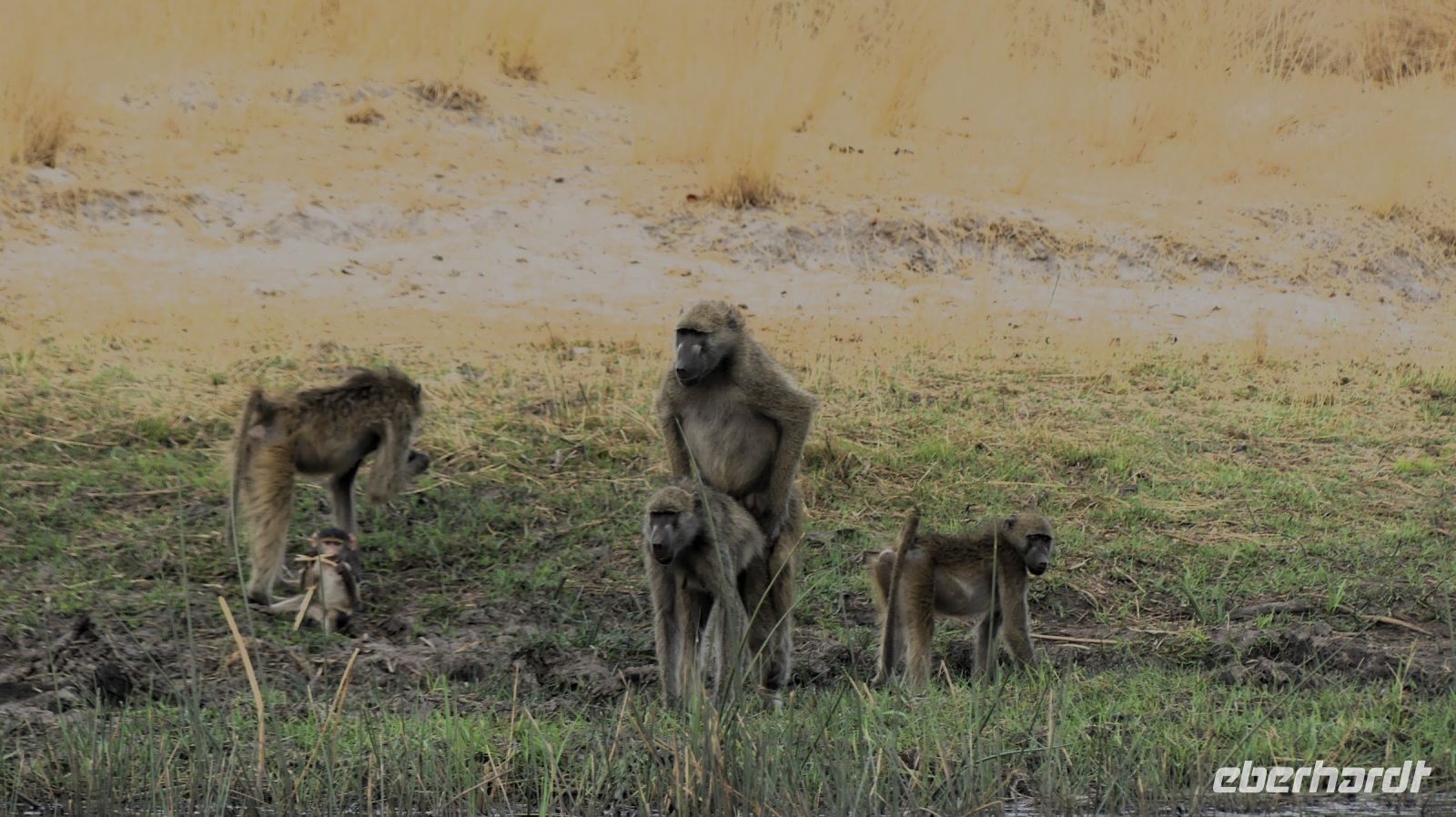 Namibia - Bootsfahrt auf dem Kwando - nicht jugendfrei