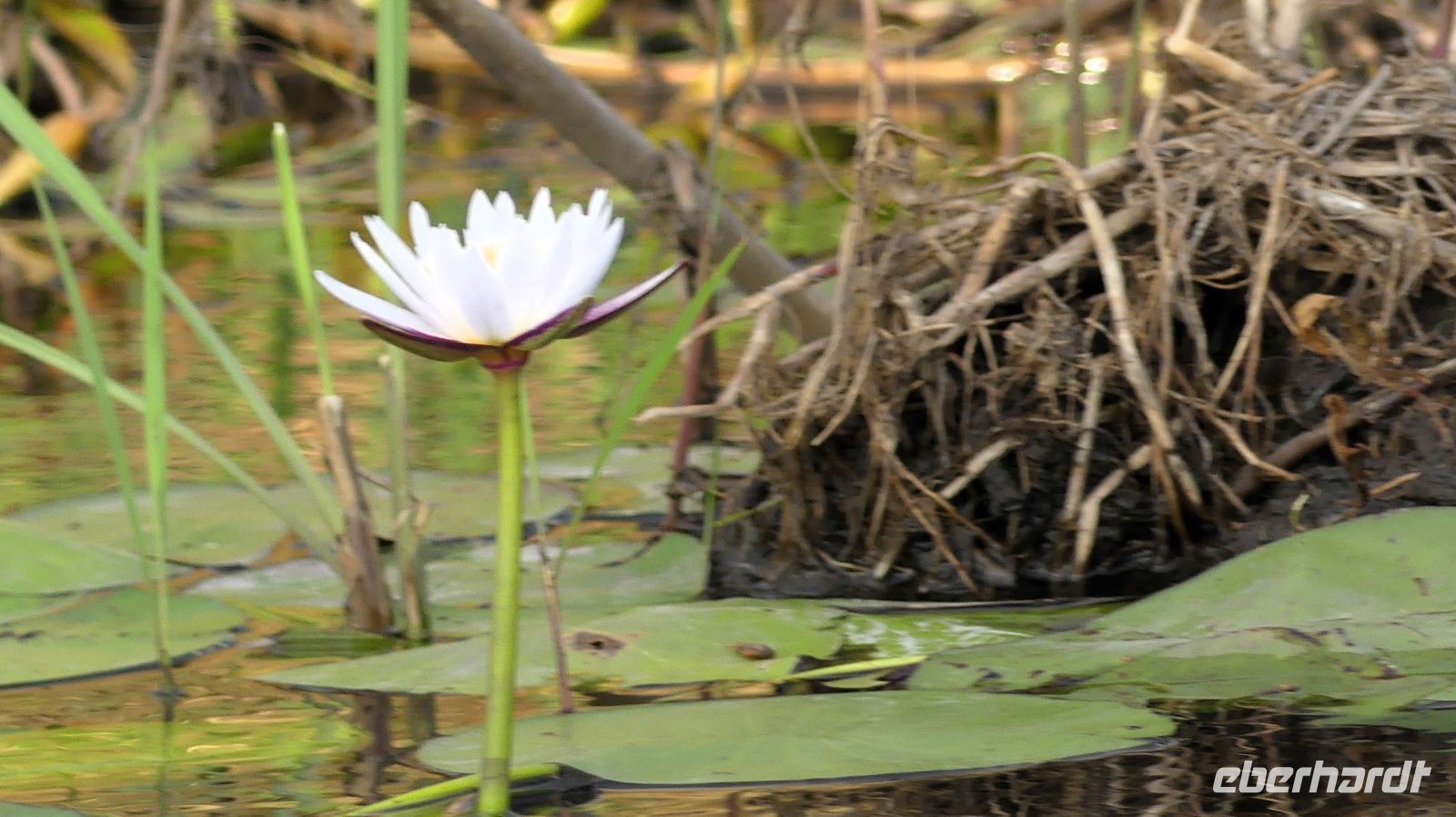 Namibia - Bootsfahrt auf dem Kwando