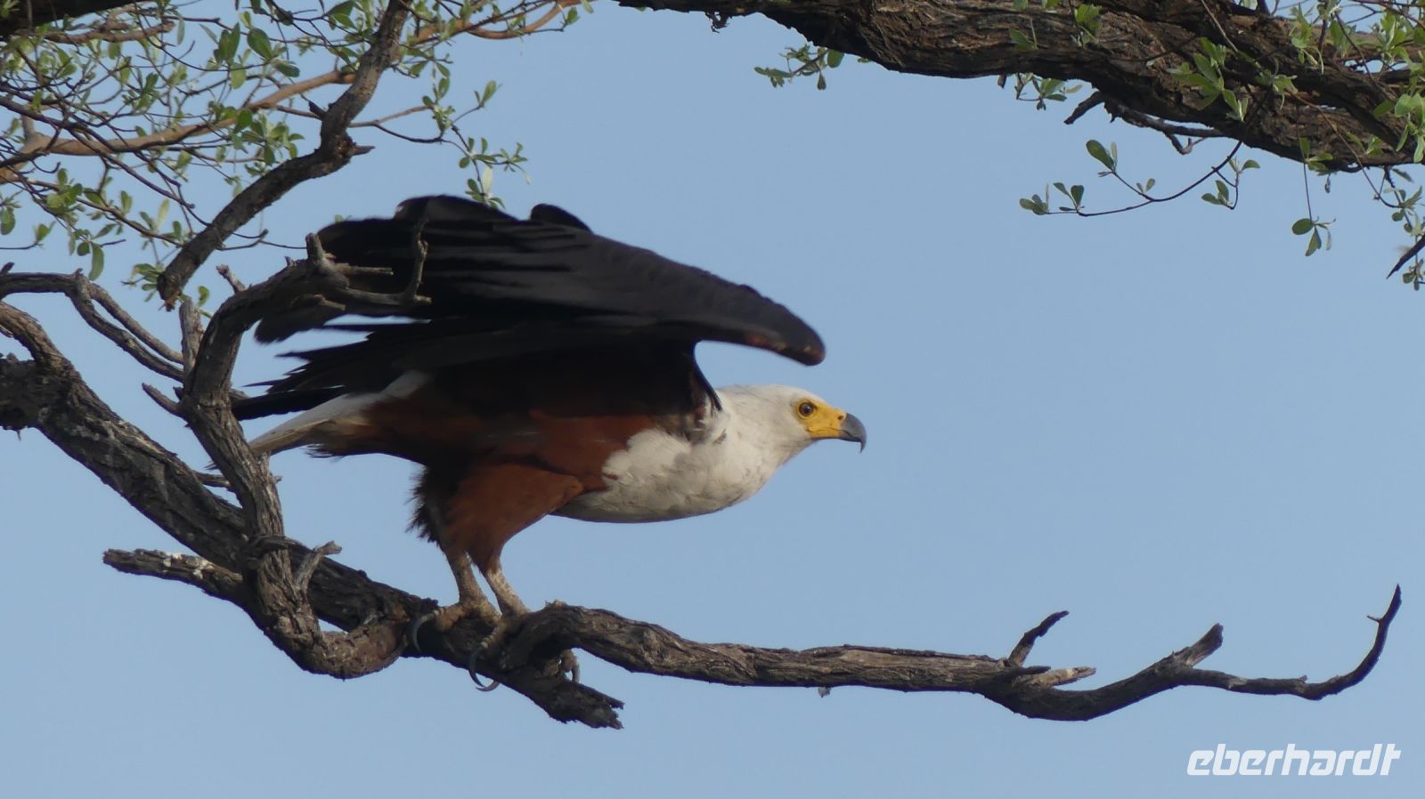 Namibia - Bootsfahrt auf dem Kwando - Schreiseeadler (Fish Eagle)