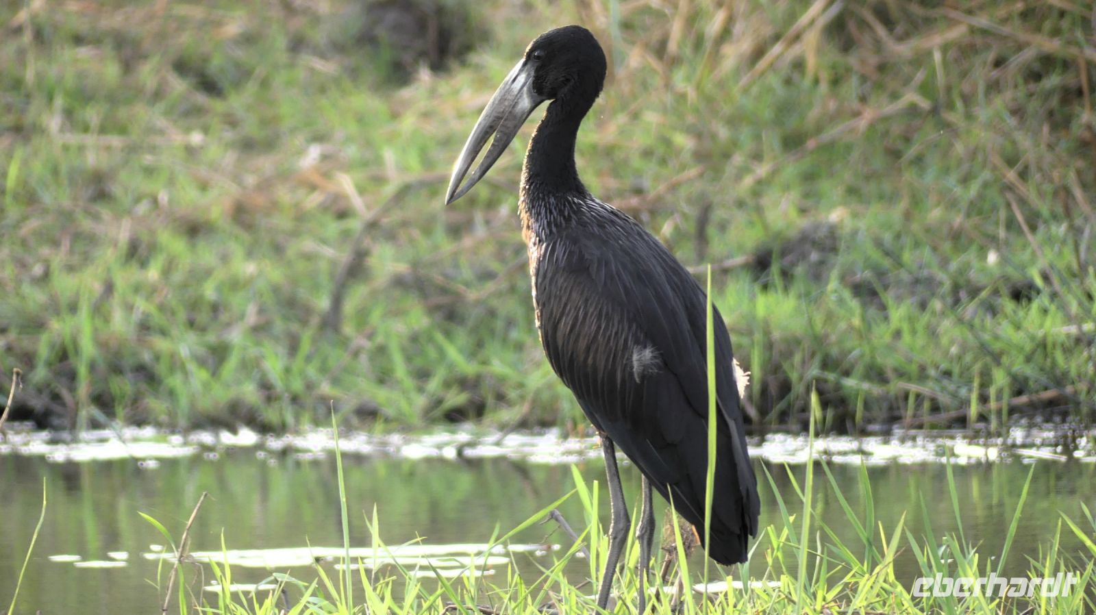 Namibia - Bootsfahrt auf dem Kwando - Klaffschnabel