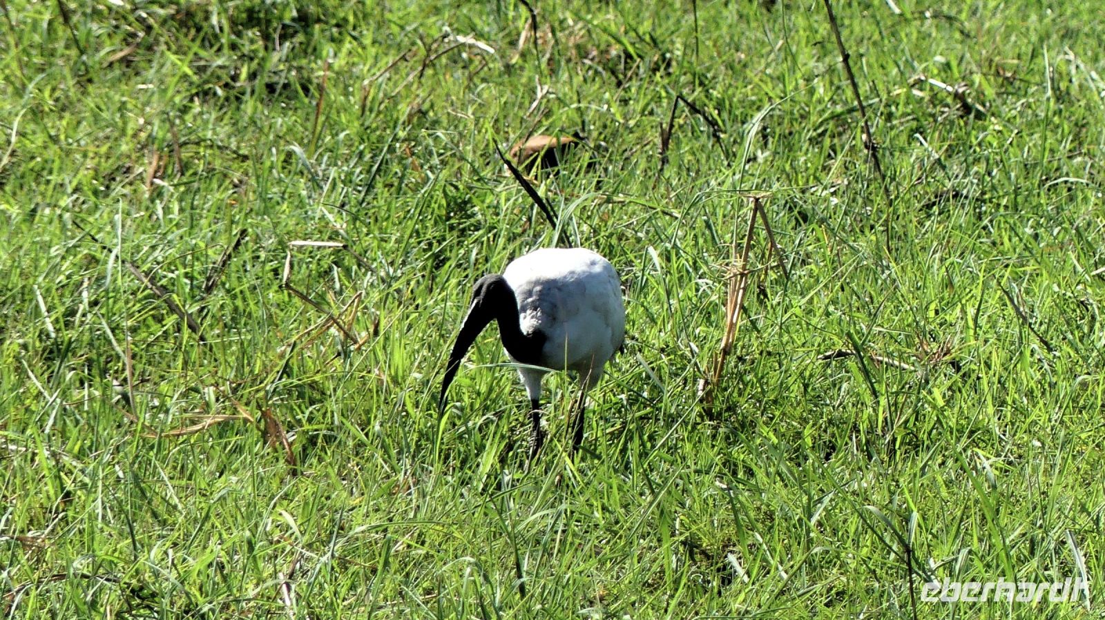Botswana - Chobe Nationalpark - Heiliger Ibis