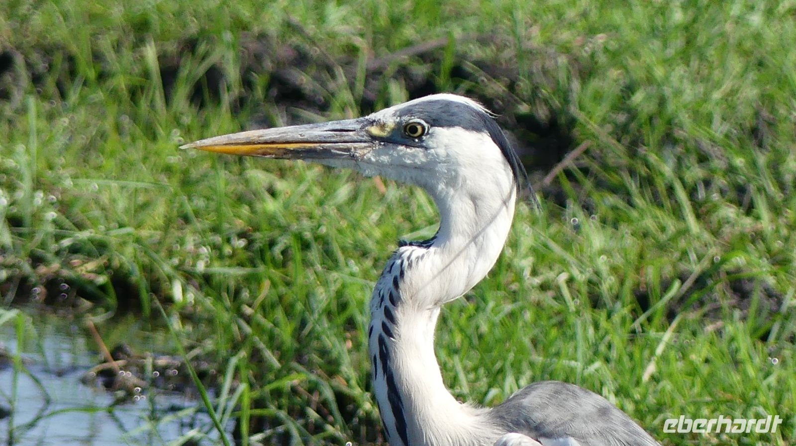 Botswana - Bootsfahrt auf dem Chobe