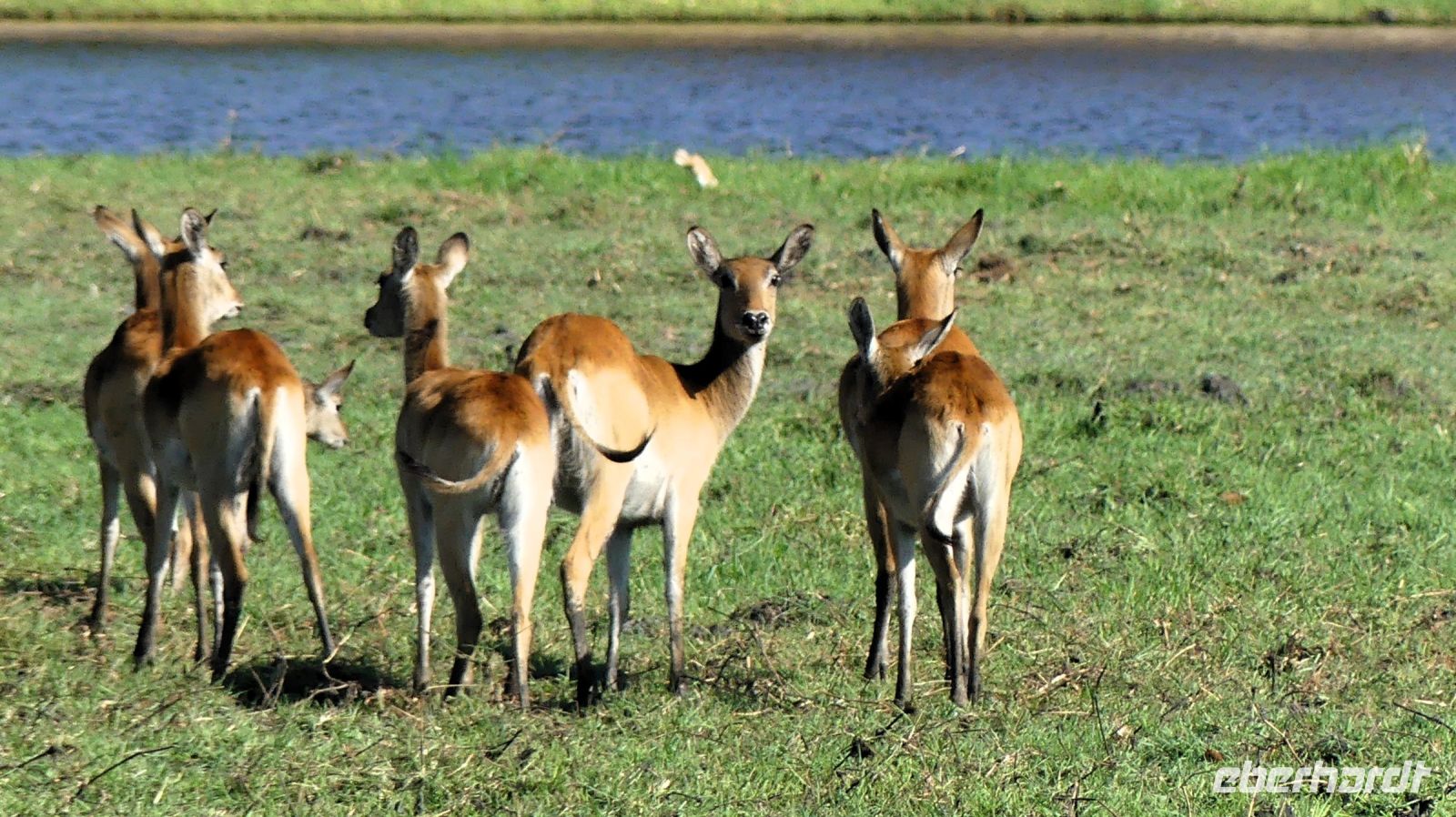 Botswana - Bootsfahrt auf dem Chobe - Rote Moorantilopen