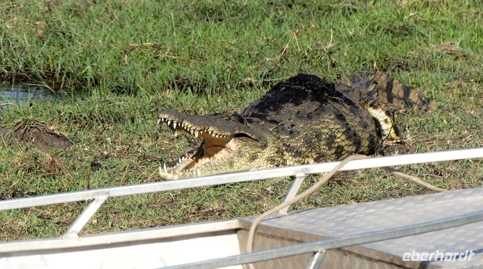 Botswana - Bootsfahrt auf dem Chobe - Plätze links außen sind frei