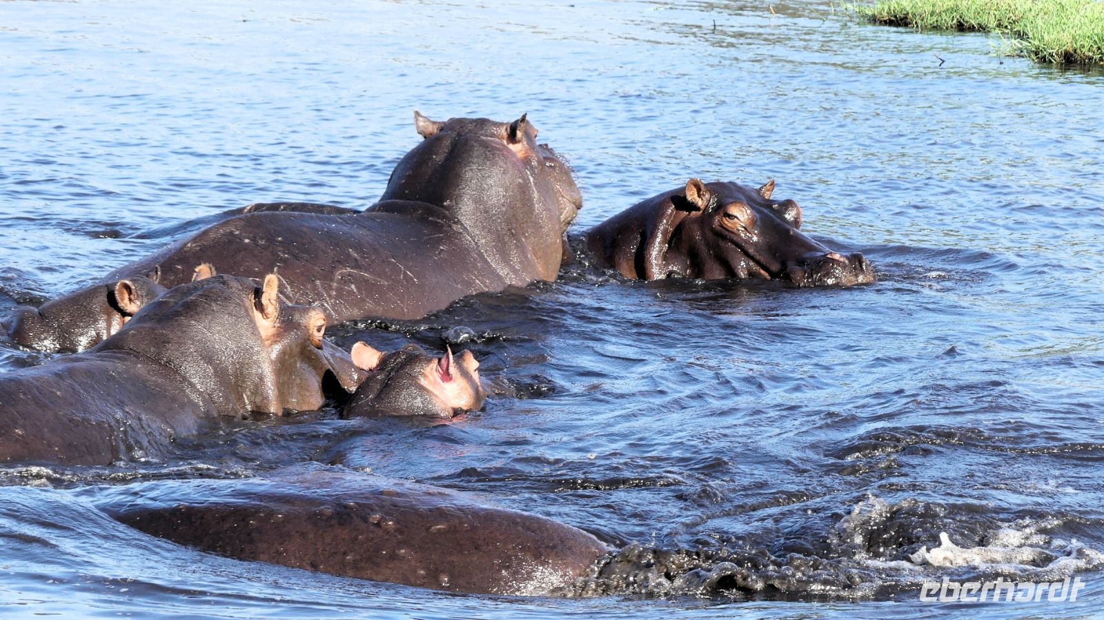 Botswana - Bootsfahrt auf dem Chobe - Hippo Pool