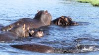 Botswana - Bootsfahrt auf dem Chobe - Hippo Pool