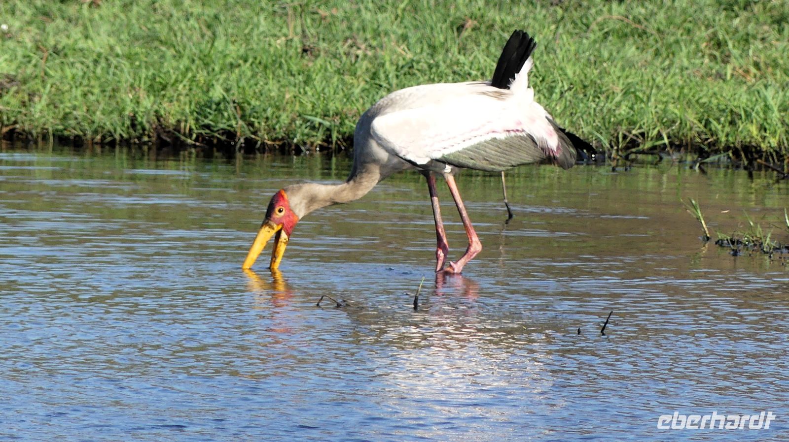 Botswana - Bootsfahrt auf dem Chobe - Nimmersatt