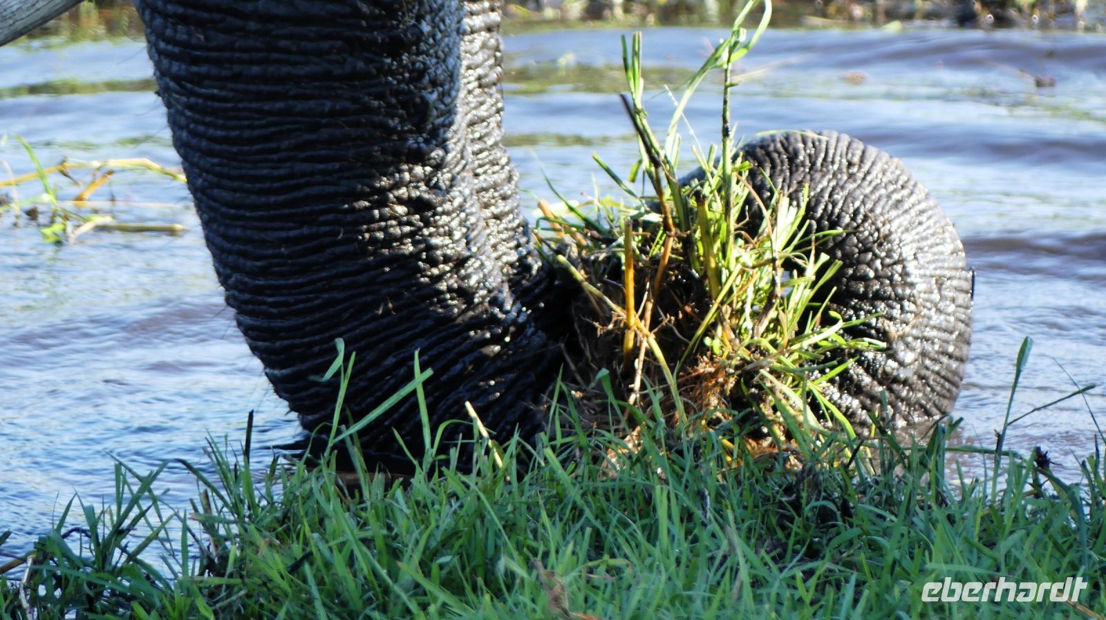 Botswana - Bootsfahrt auf dem Chobe - etwas andere Perspektive