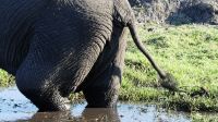 Botswana - Bootsfahrt auf dem Chobe - etwas andere Perspektive