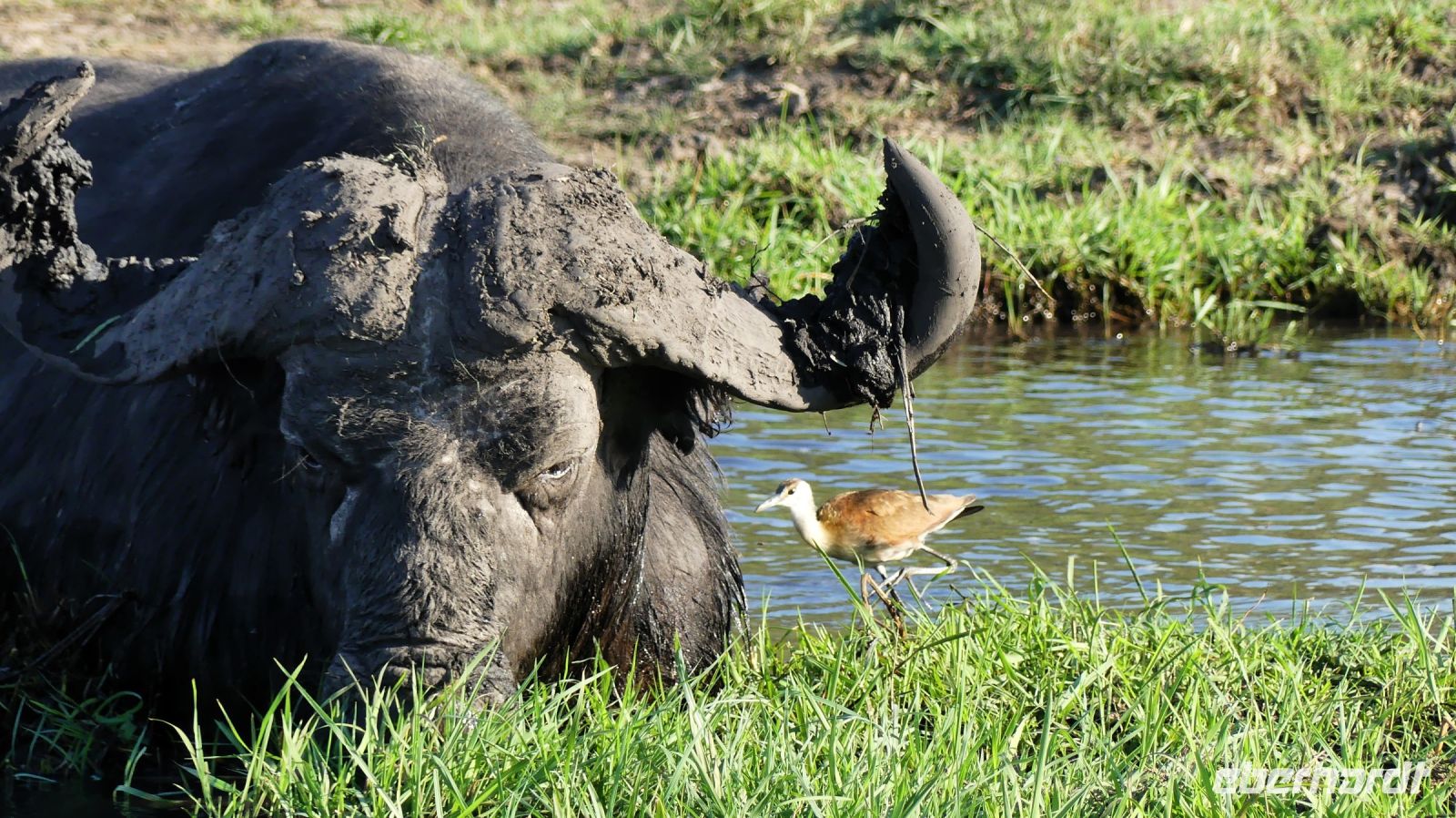 Botswana - Bootsfahrt auf dem Chobe