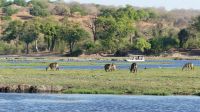 Botswana - Bootsfahrt auf dem Chobe