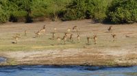 Botswana - Bootsfahrt auf dem Chobe