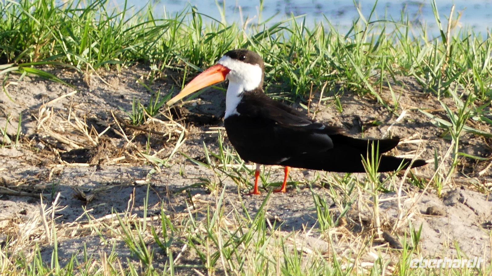 Botswana - Bootsfahrt auf dem Chobe