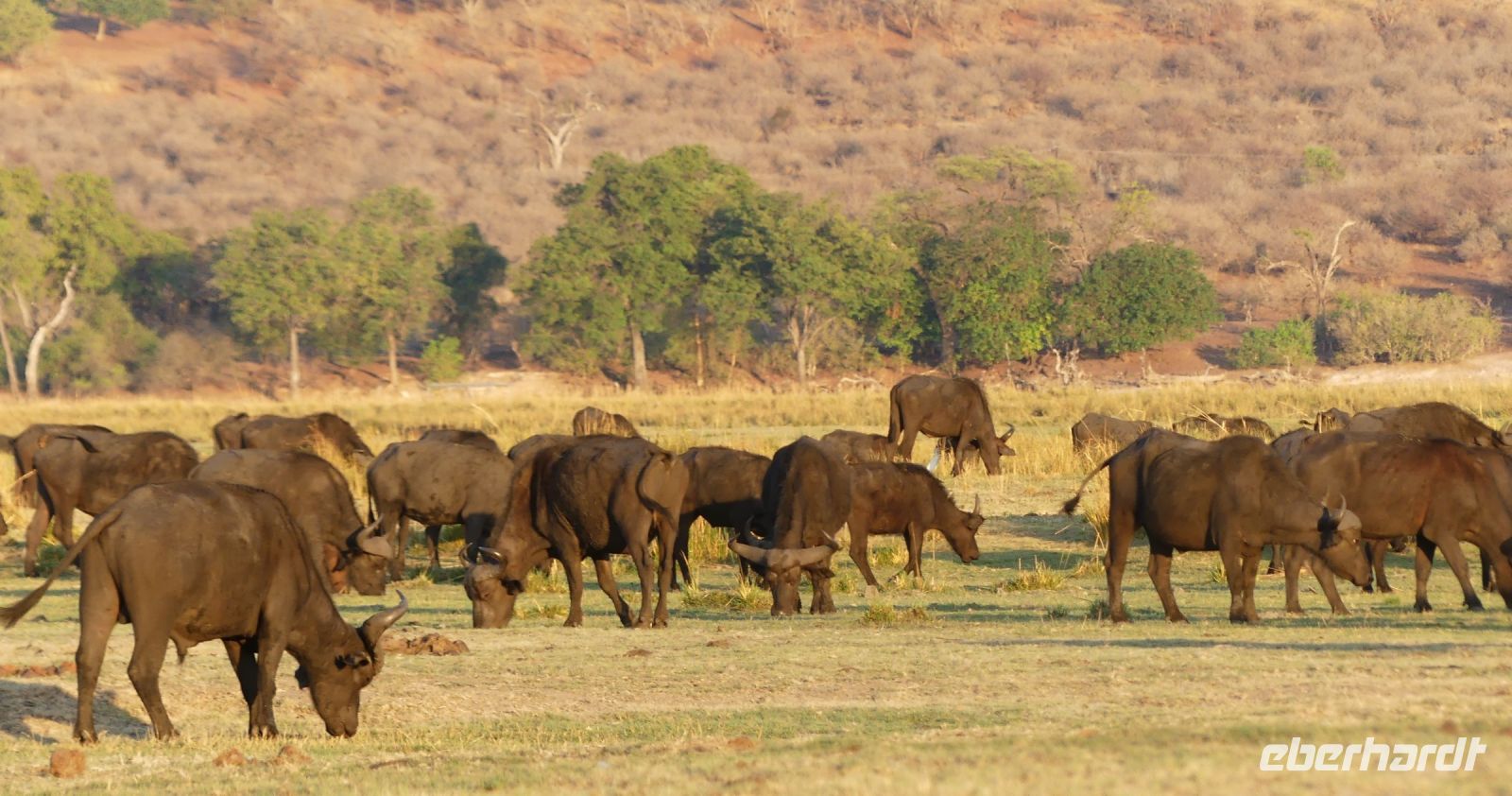 Botswana - Bootsfahrt auf dem Chobe