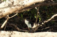 Simbabwe - Bootsfahrt auf dem Sambesi