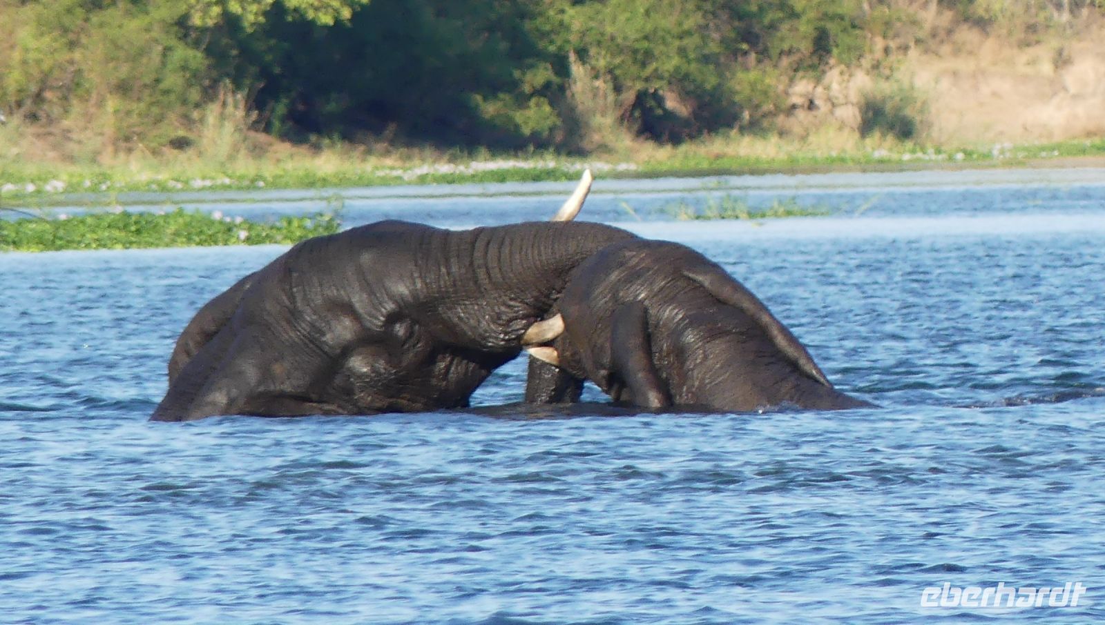 Simbabwe - Bootsfahrt auf dem Sambesi