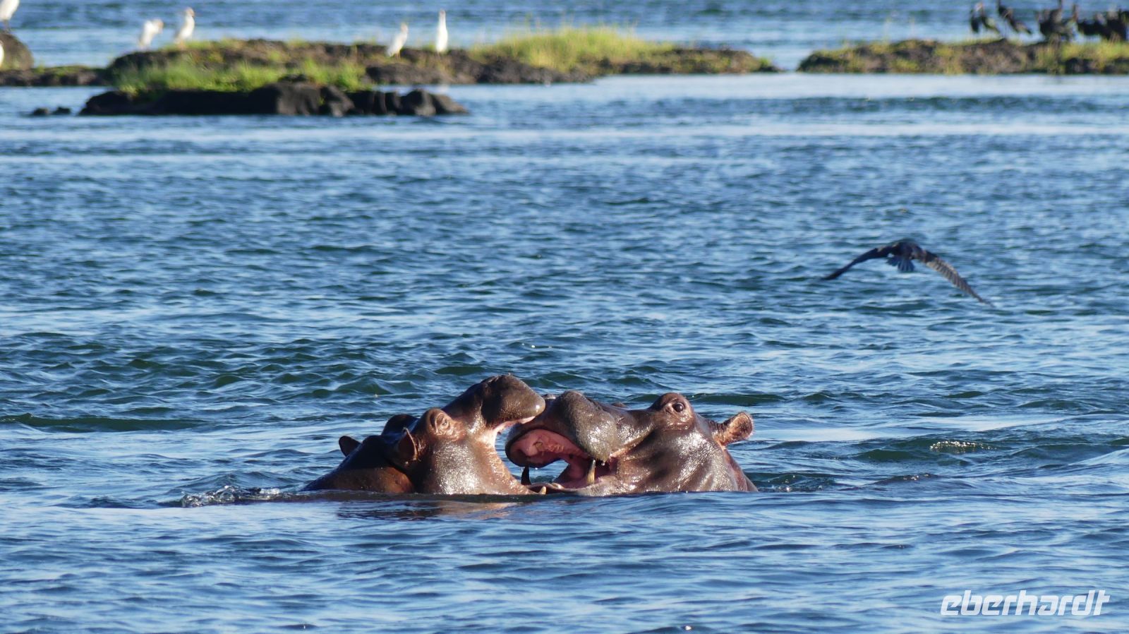 Simbabwe - Bootsfahrt auf dem Sambesi