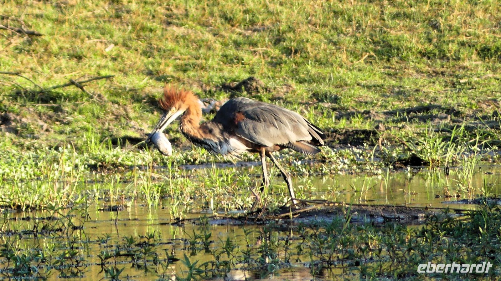 Simbabwe - Bootsfahrt auf dem Sambesi