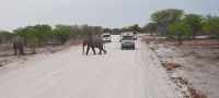 Namibia - Etosha Nationalpark - Elefanten am Camp Halali