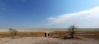 Namibia - Etosha Nationalpark - Unendlichkeit