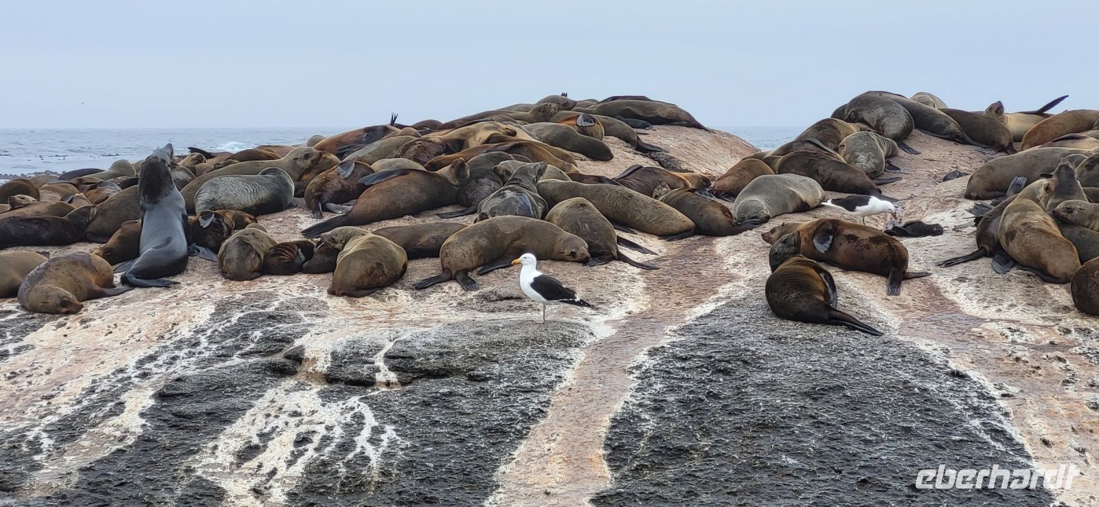 22 Bootstour zu den Pelzrobben