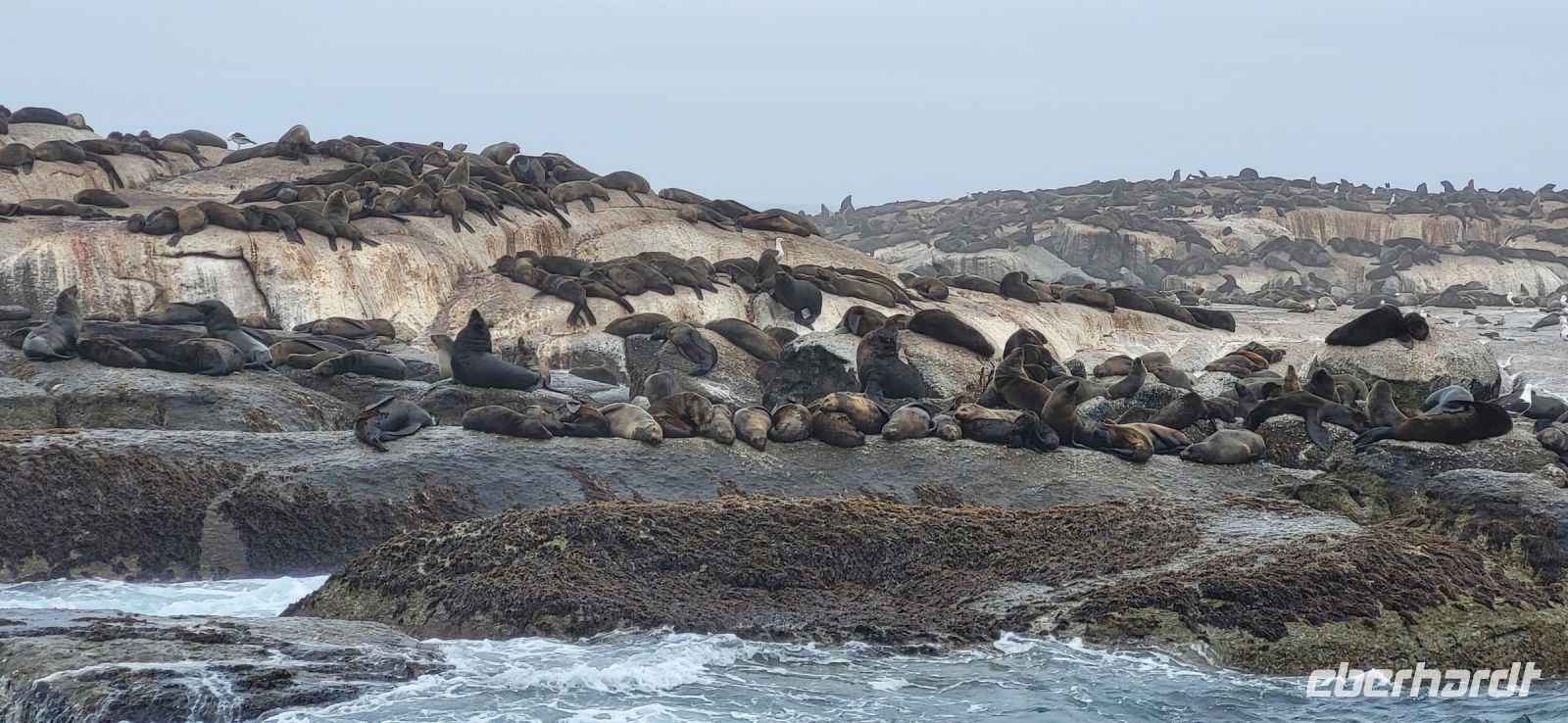 23 Bootstour zu den Pelzrobben