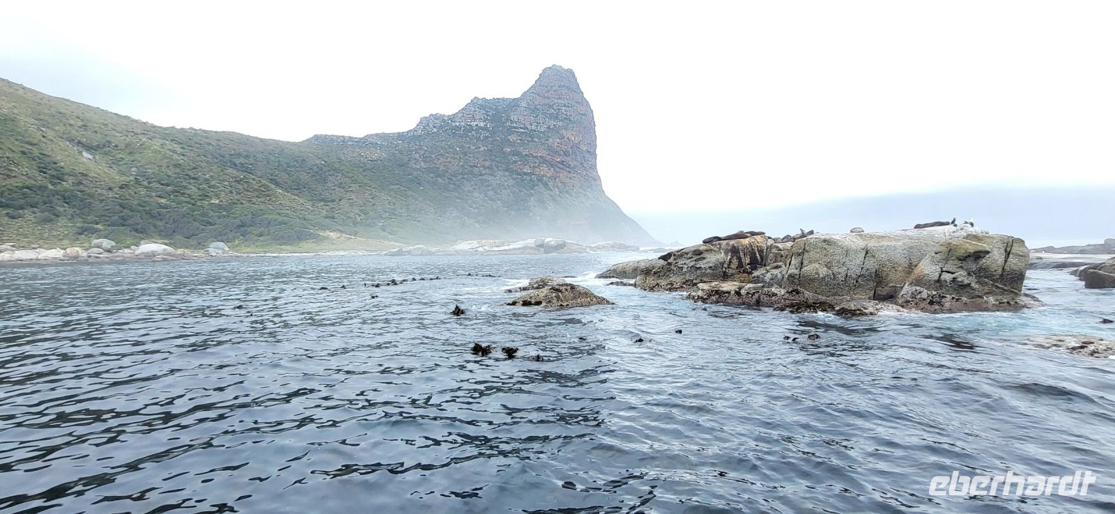 24 Bootstour zu den Pelzrobben