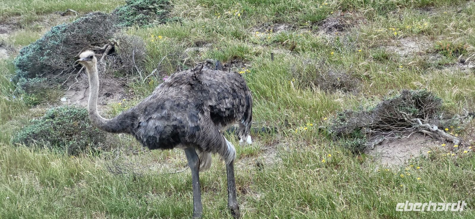28 Strauß im Tafelberg Nationalpark