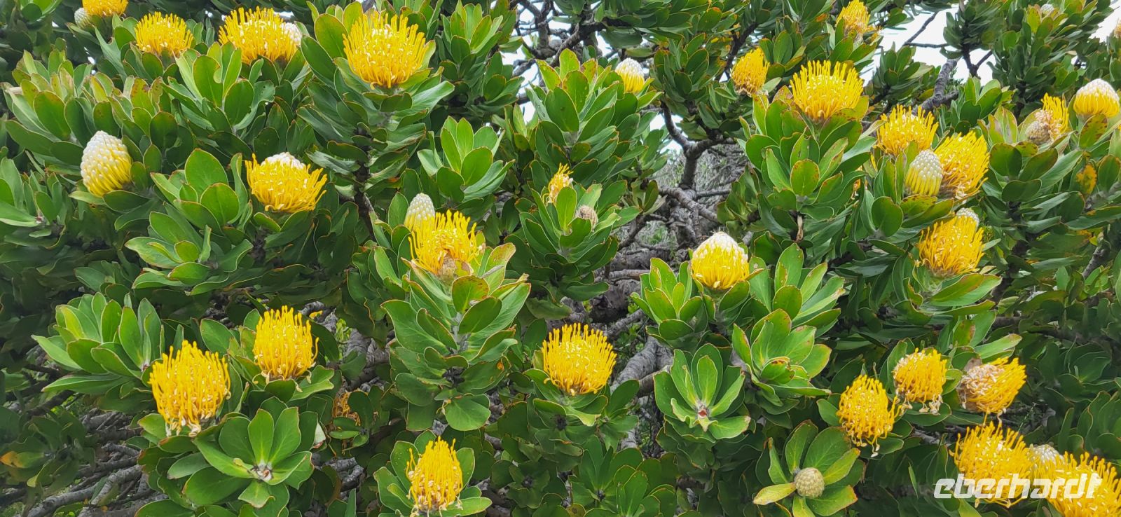 32 Nadelkissenproteen am Kap