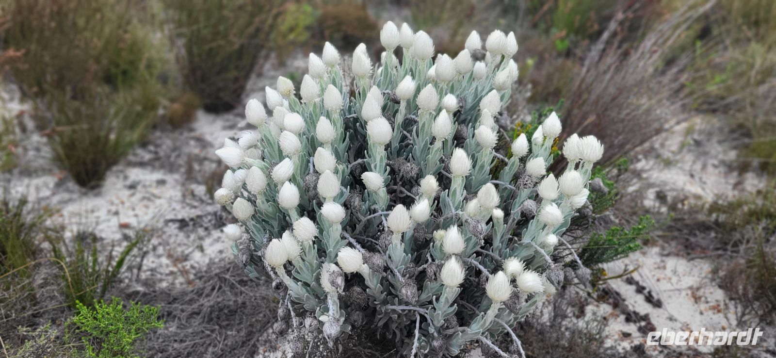 34 Kap-Schneeblumen