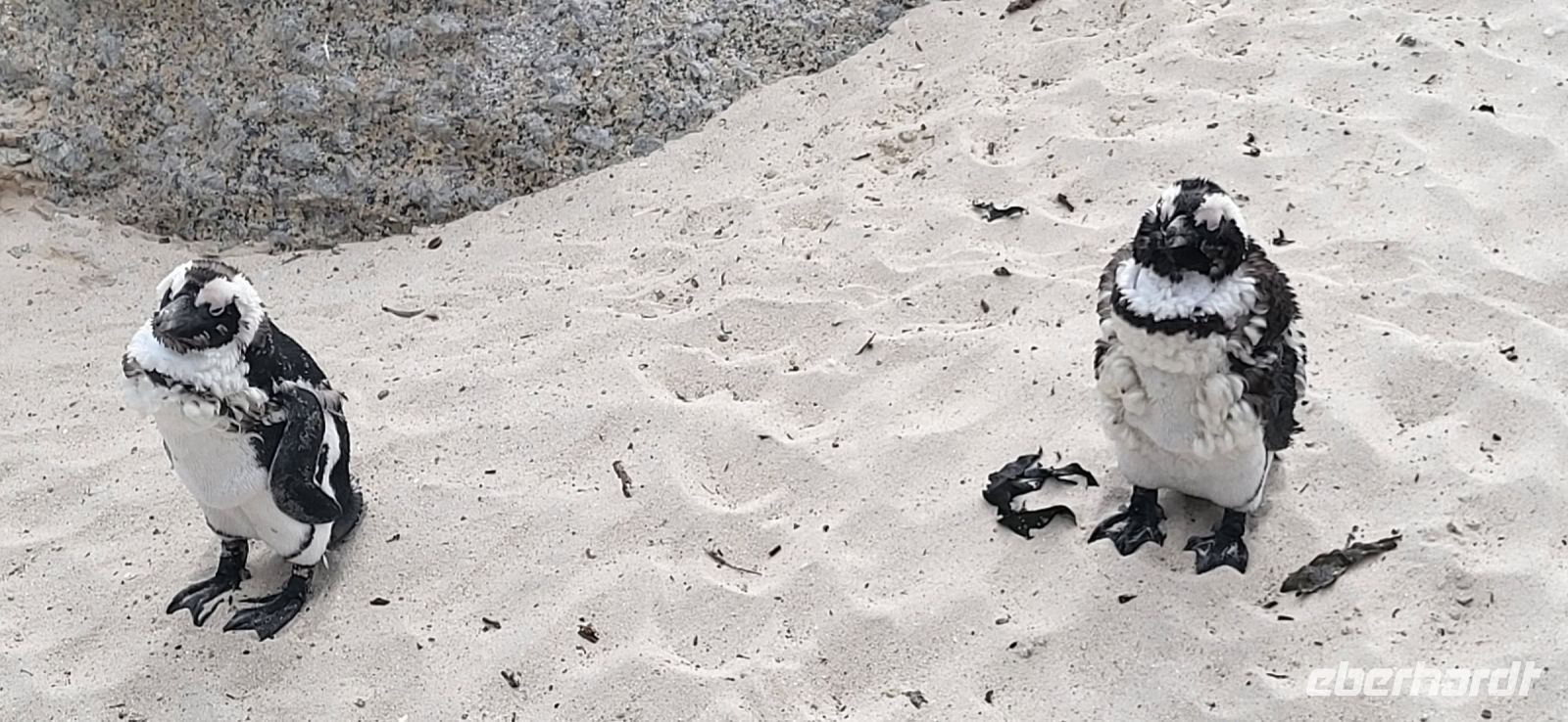 37 Pinguine am  Boulders Beach