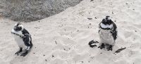 37 Pinguine am  Boulders Beach