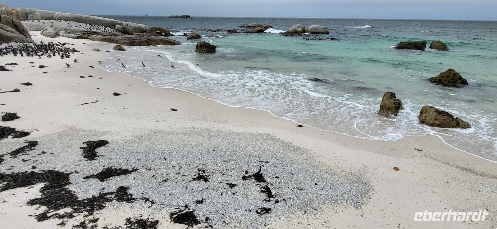 40 Pinguine am  Boulders Beach