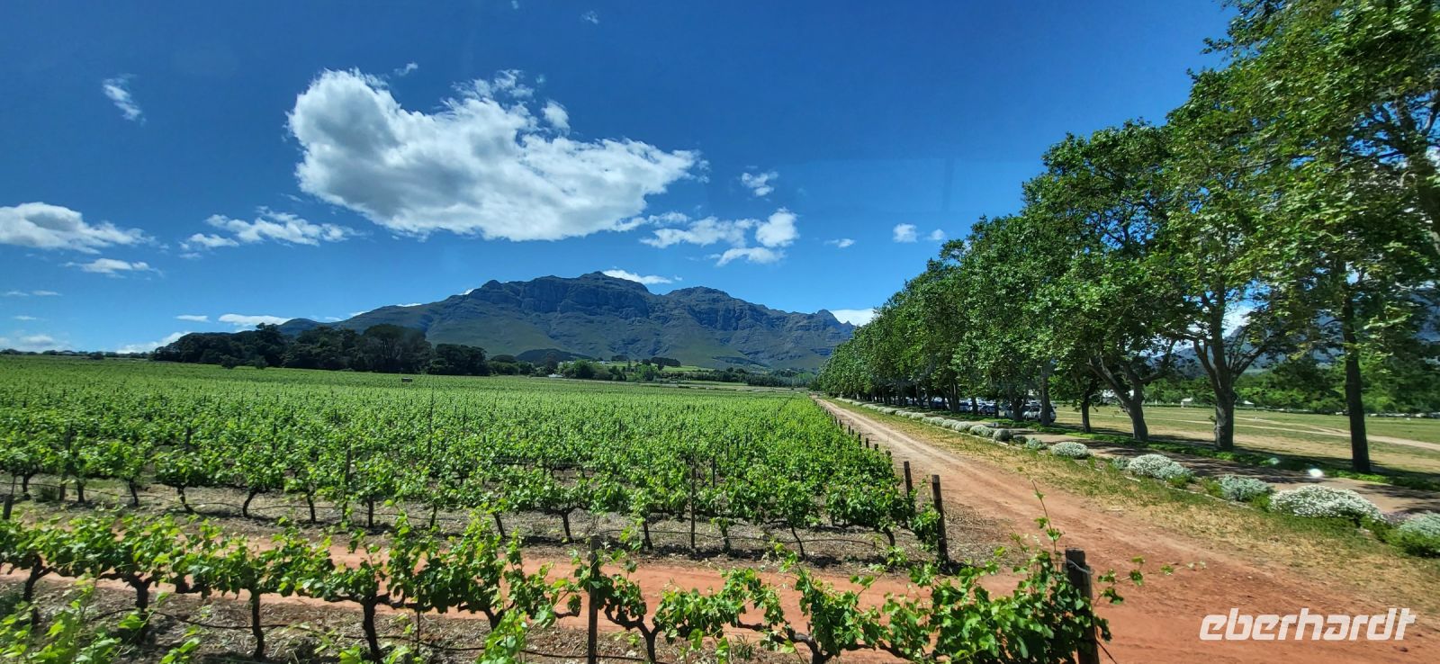 53 Weinanbaugebiet im Western Cape