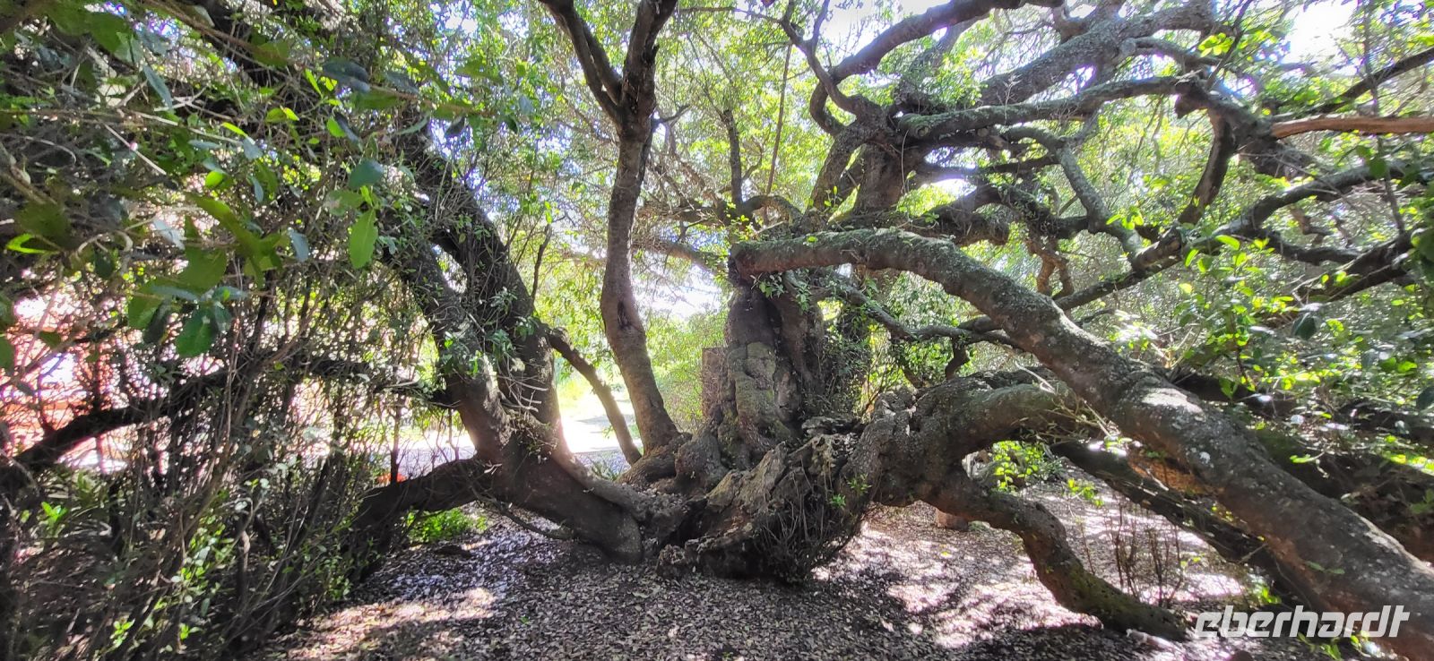 75 500 Jahre alter Postbaum am Diaz Museum