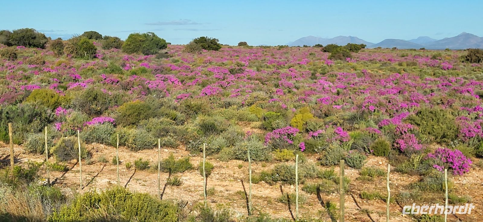 81 tolle Blüten entlang unserer Strecke
