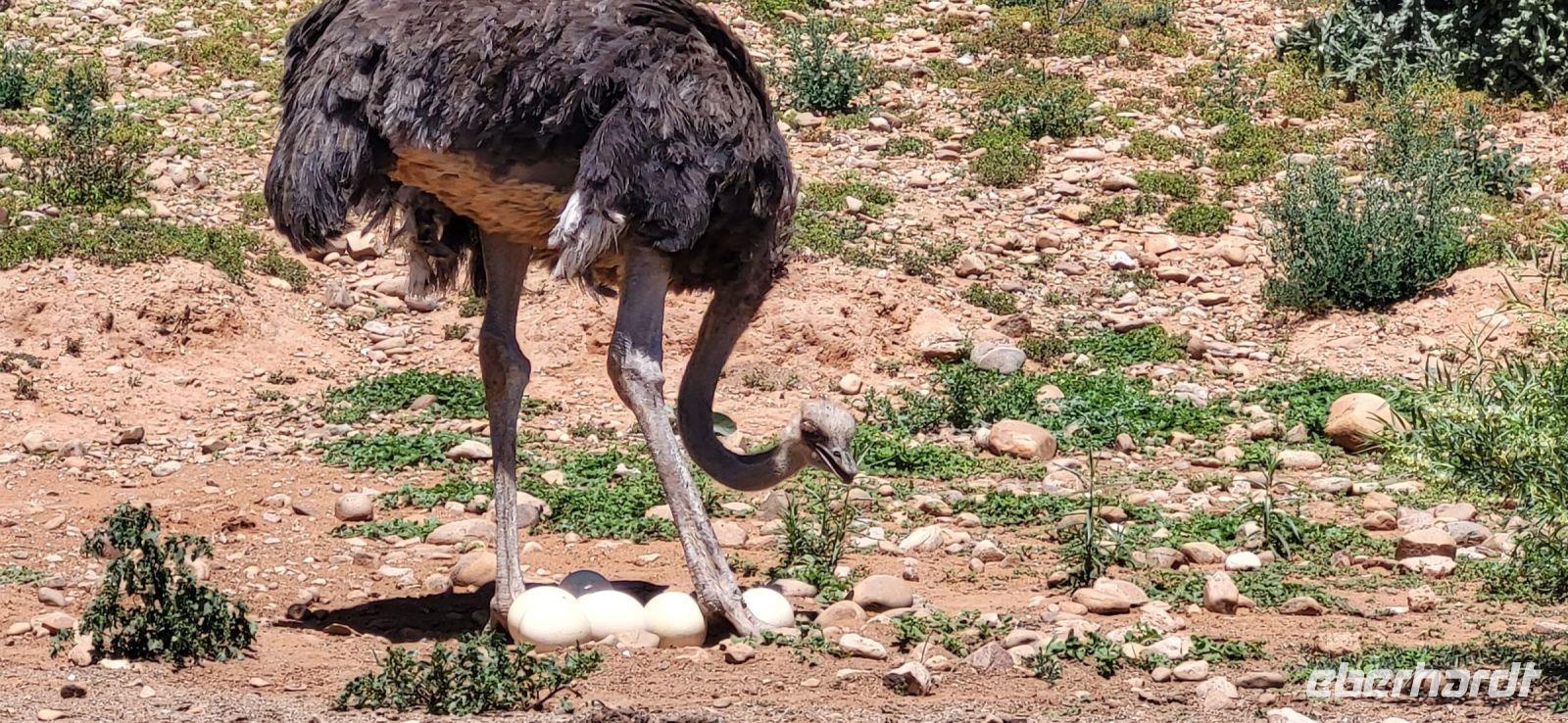 102 Strauß und Gelege