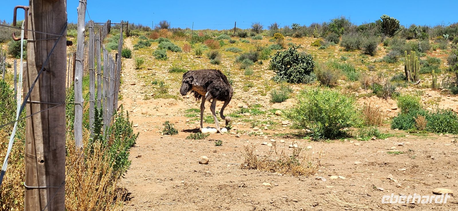103 Strauß und Gelege