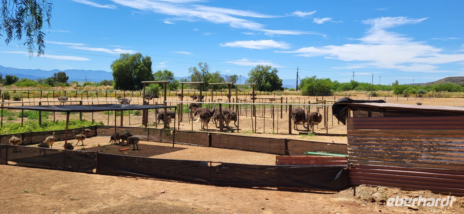 104 Straußenjungtiere