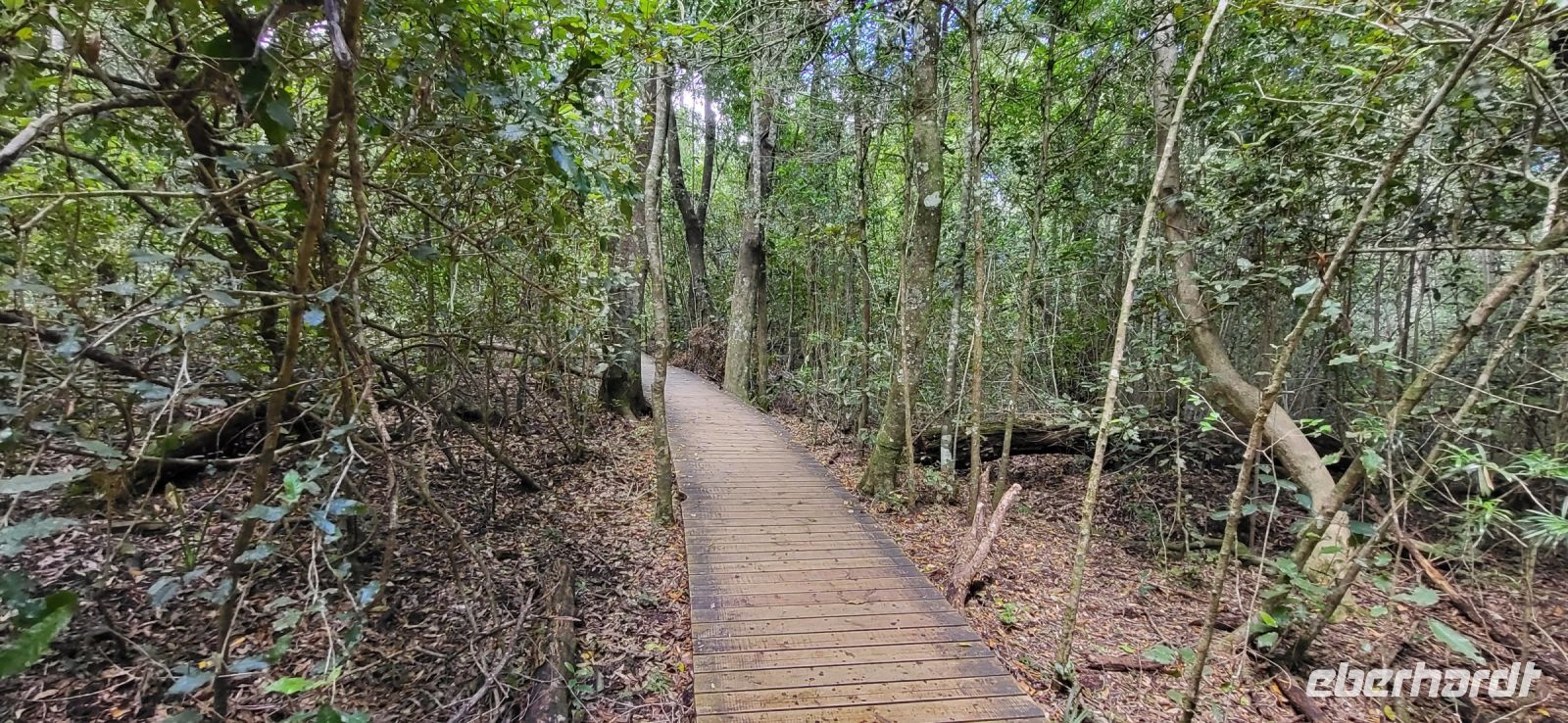 118 Wanderung durch den Urwald