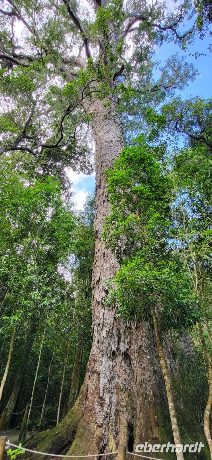 119 Big Tree 1000 Jahre alt, 36 m hoch, 9 m Durchmesser