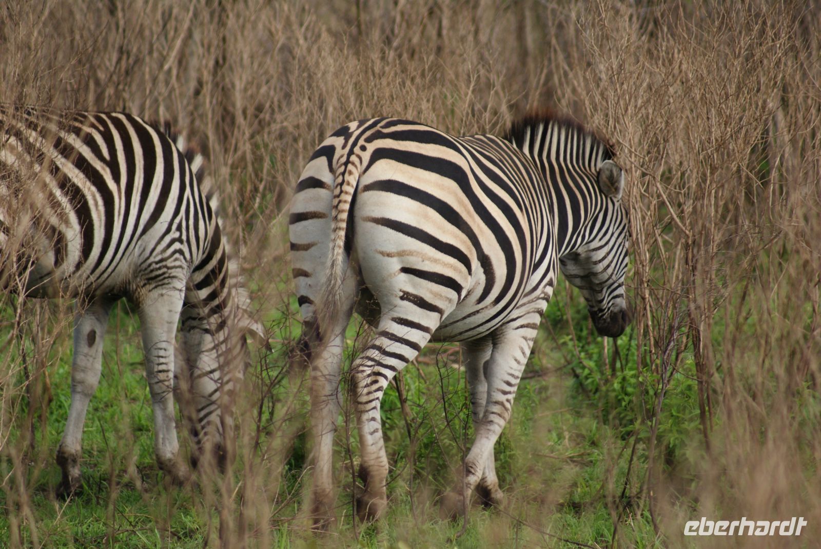 124 Zebras im Hluhluwe Nationalpark